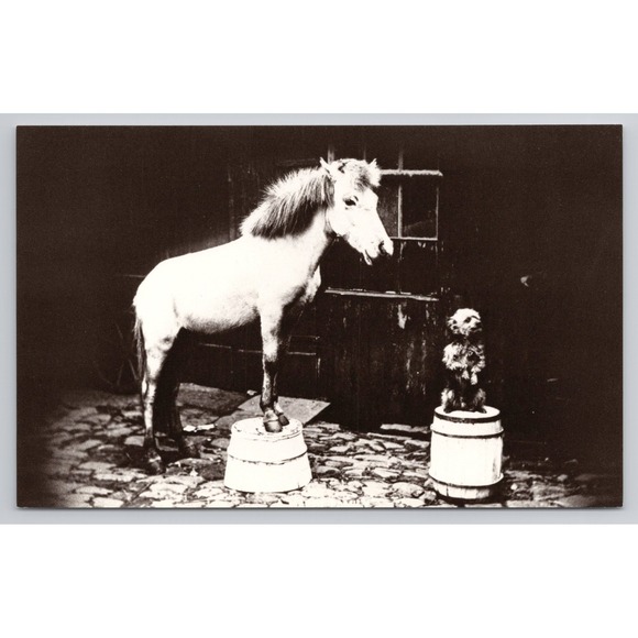 Vintage Dog & Pony Show Postcard Animal Humor Novelty - Picture 1 of 2